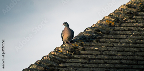 A Wood Pigeon Perched On A Traditional Roof In Kettering England