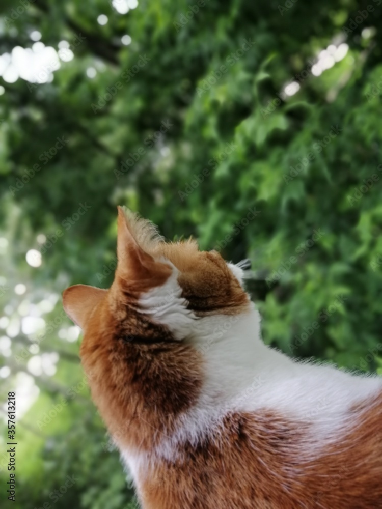 cat on the grass