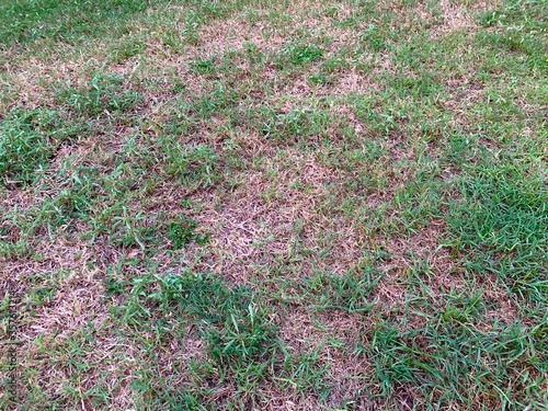 Damaged lawn with bare spots. Patchy grass, lawn in bad condition and need maintaining