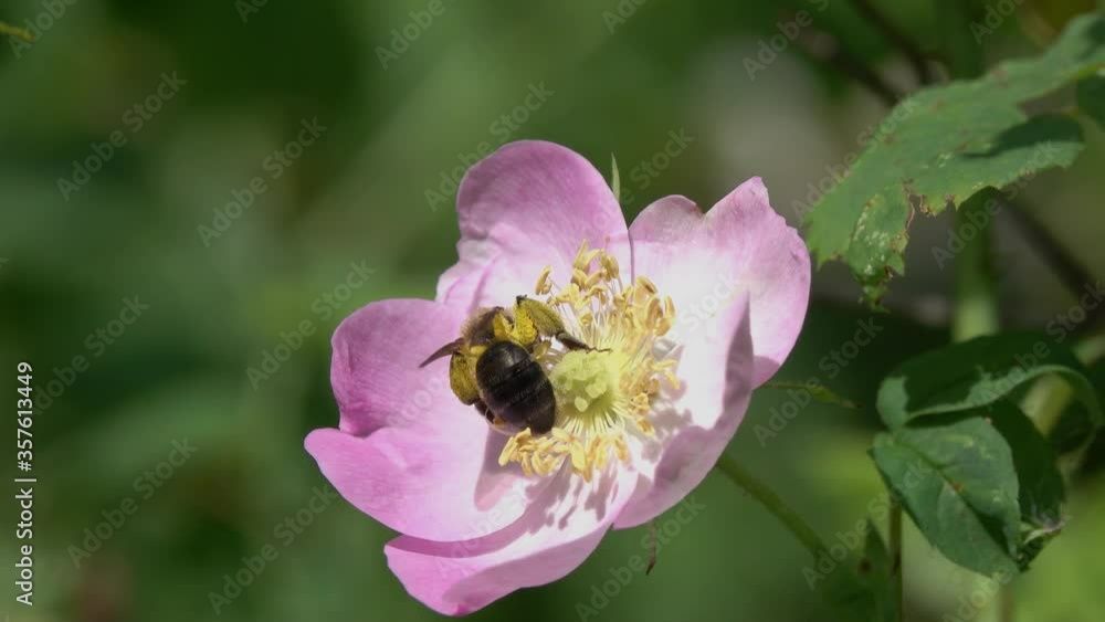 Clark's Miner Bee (Andrena clarkella). Miner Bee collects pollen on a wild dog-rose flower. Tender pink rosehip flower in early summer Clark's Miner Bee (Andrena clarkella). Miner Bee collects pollen on a wild dog-rose flower. Tender pink rosehip flower in early summer