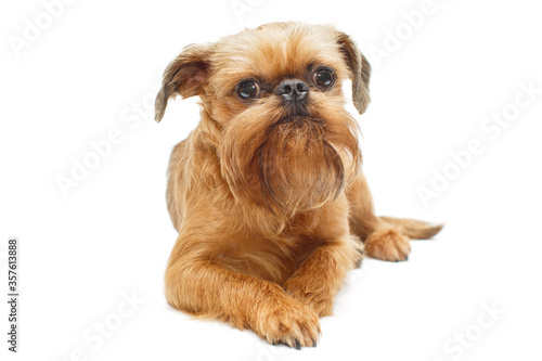 Red puppy of the Brussels Griffon
