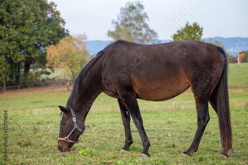 Horse on pasture and autumnal landscape in the background