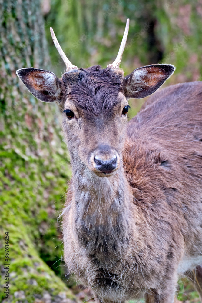 Fototapeta premium Damhirsch ( Dama dama ).