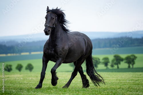 Running gallop black Friesian horse