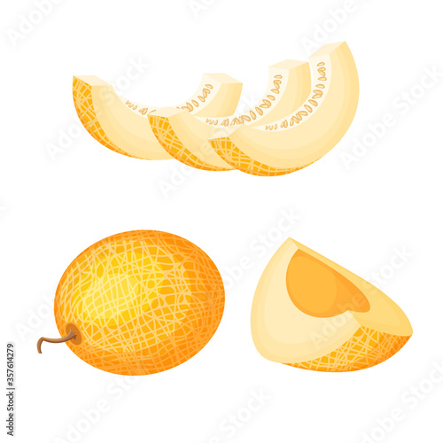 Set of fresh whole, half, cut slice and piece of melon isolated on white background. Vegan food vector icons in a trendy cartoon style. Healthy food concept. Fresh cartoon berry.	