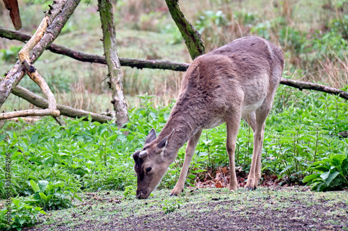 Fototapeta Naklejka Na Ścianę i Meble -  Damhirsch ( Dama dama ).
