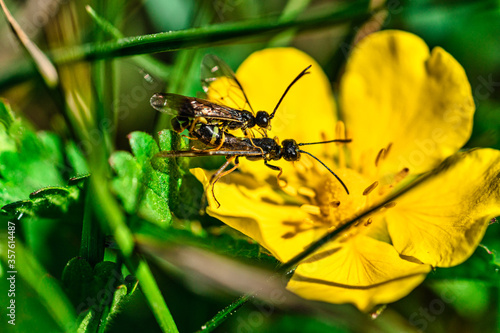 Insektenpaarung auf gelber Blüte © blende11.photo