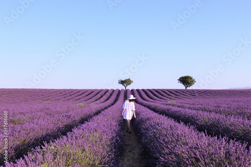 A girl in a white dress and hat walks in a field of lavender in Provence in France