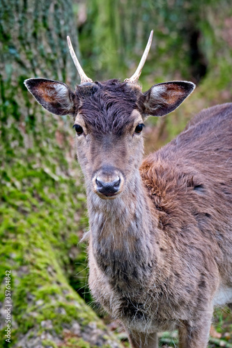 Fototapeta Naklejka Na Ścianę i Meble -  Damhirsch ( Dama dama ).