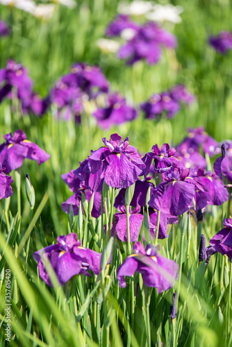 水元公園 花菖蒲園