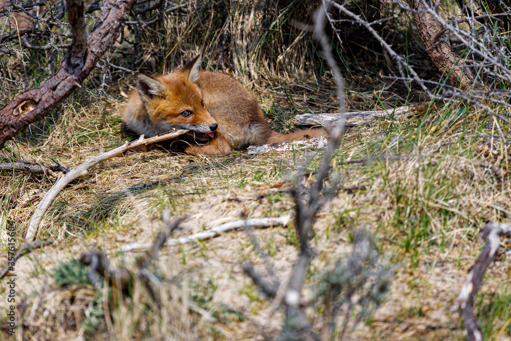 Young fox in the dunes of the Amsterdam water supply Area - Jonge vos in de Amsterdamse Waterleiding Duinen (AWD) Young fox in the dunes of the Amsterdam water supply Area - Jonge vos in de Amsterdamse Waterleiding Duinen (AWD)
