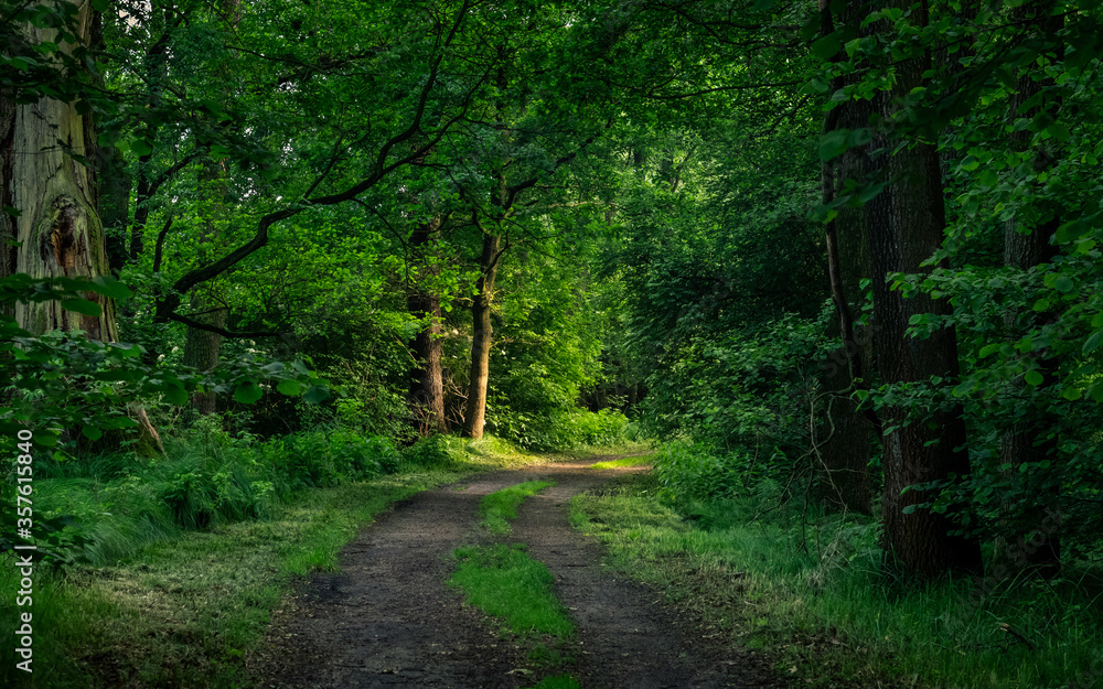 Fototapeta premium Droga przez las