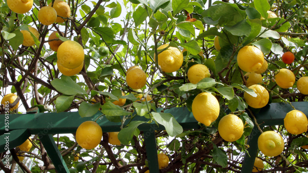 limoni sull'albero, lemons on the tree