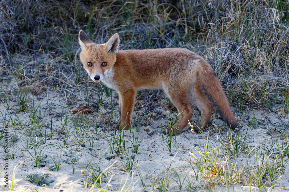 Young fox in the dunes of the Amsterdam water supply Area - Jonge vos in de Amsterdamse Waterleiding Duinen (AWD) Young fox in the dunes of the Amsterdam water supply Area - Jonge vos in de Amsterdamse Waterleiding Duinen (AWD)
