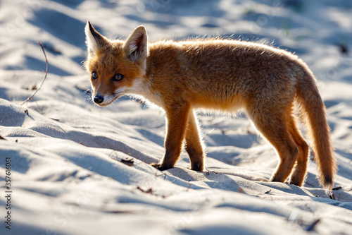 Young fox in the dunes of the Amsterdam water supply Area - Jonge vos in de Amsterdamse Waterleiding Duinen (AWD)