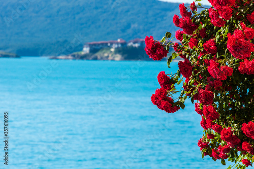 Red roses on a background of the sea. Blurred background: sea coast, houses on the side of a mountain covered with forest. Place for text.