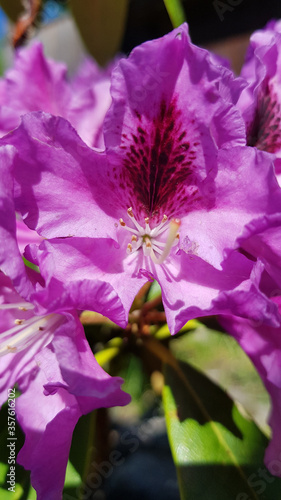 Fototapeta Naklejka Na Ścianę i Meble -  Catawba Rhododendron Cultivar in park