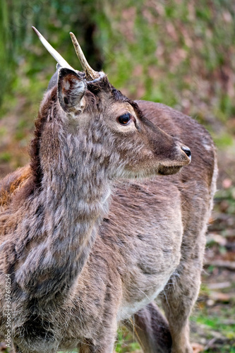 Fototapeta Naklejka Na Ścianę i Meble -  Damhirsch ( Dama dama ).