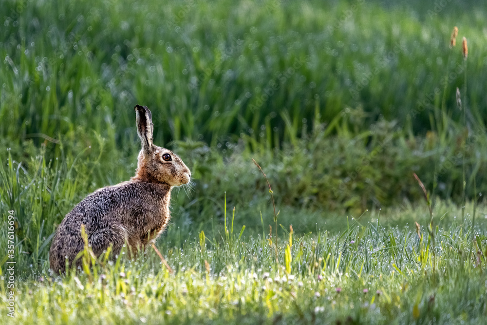 Fototapeta premium European Hare (Lepus europaeus), sitting in green grass, Germany