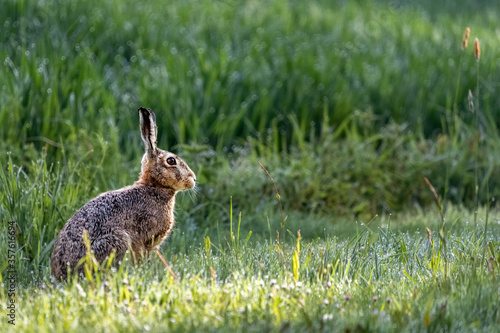 European Hare (Lepus europaeus), sitting in green grass, Germany © Ingo Bartussek