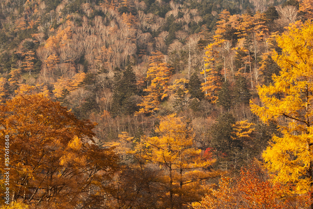 autumn in the forest
