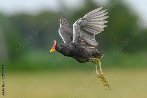 Closeup Watercock flying on green background photo