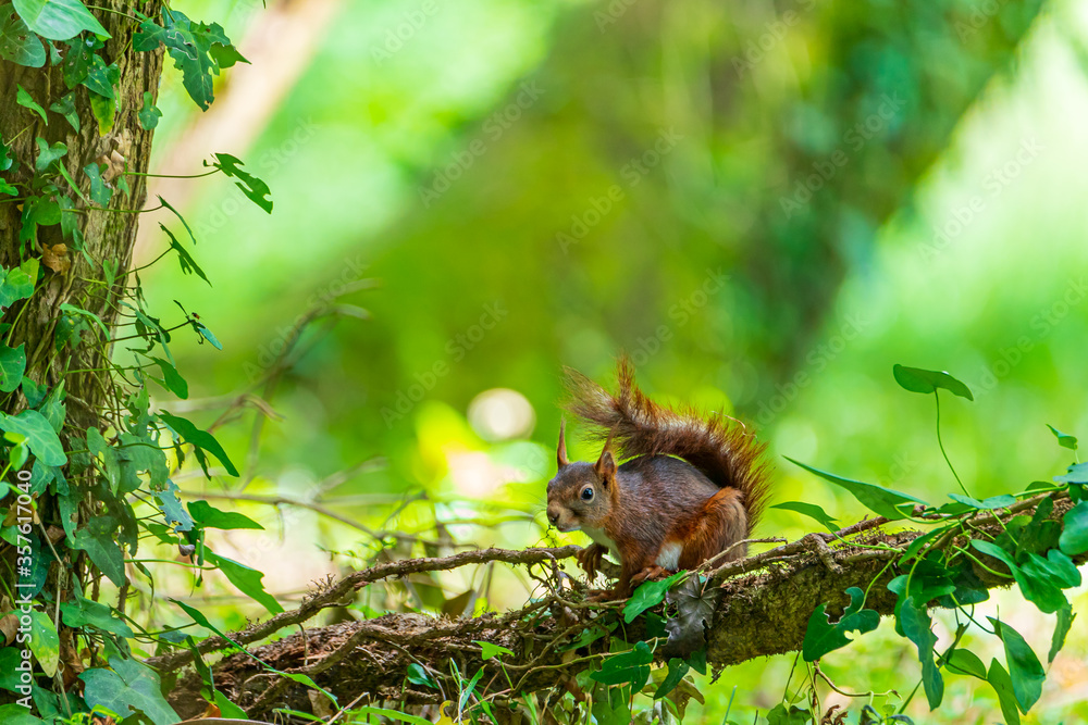 Obraz premium Red squirrel - Sciurus vulgaris - Écureuil roux - ఎర్ర ఉడుత