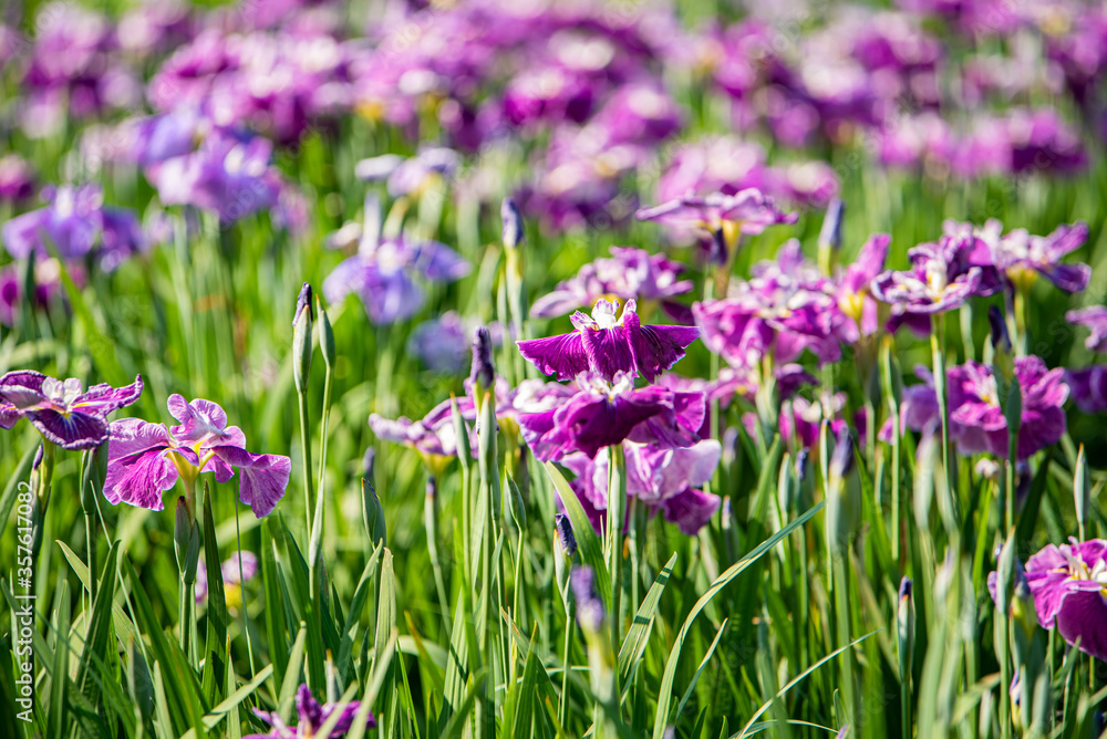 Naklejka premium 水元公園 花菖蒲園