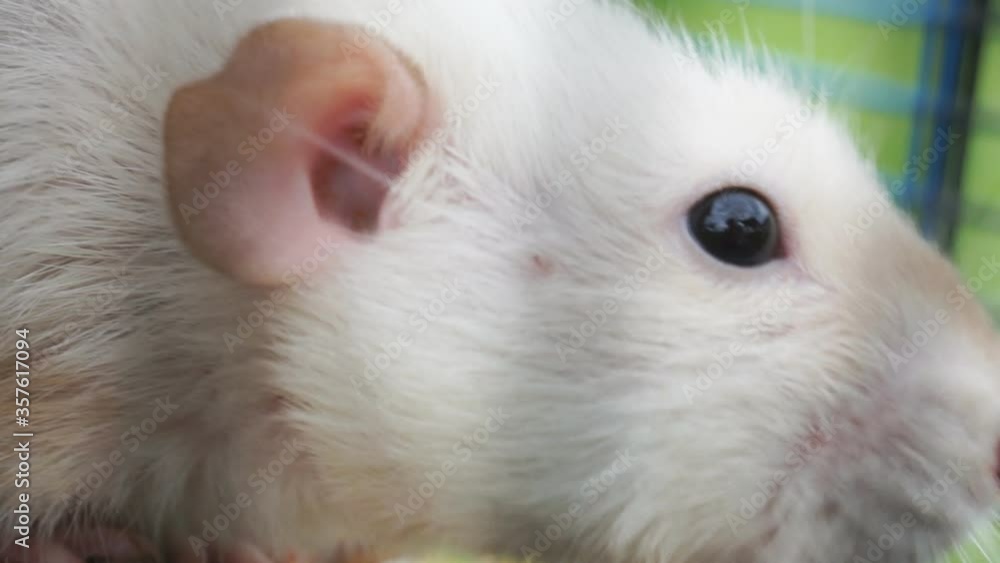 Portrait of a white rat with dark eyes. Portrait of a white rat with dark eyes.