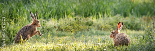 European Hare (Lepus europaeus), sitting in green grass, Germany