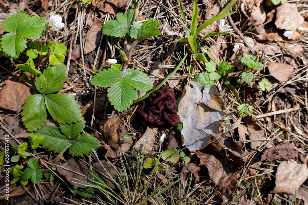 Fototapeta premium Gyromitra mushroom in a spring forest among strawberry leaves