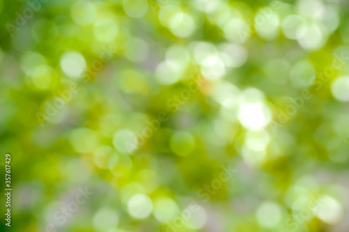 miss focus blur abstract background Bokeh leaves in the garden