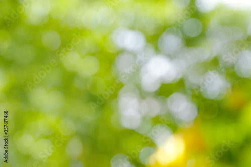 miss focus blur abstract background Bokeh leaves in the garden