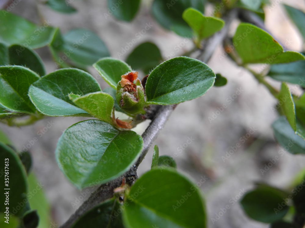 Blossoming bud of cotoneaster bush in ornamental garden. Natural background. Blossoming bud of cotoneaster bush in ornamental garden. Natural background.