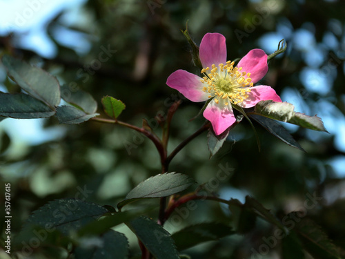 pink flower of a wild rose on a branch on a dark background 