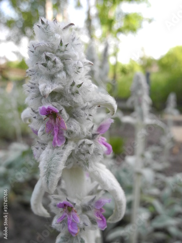 Fluffy flower of Stachys byzantina (Lamb's-ear or Woolly hedgenettle) in garden. Floral background. photo