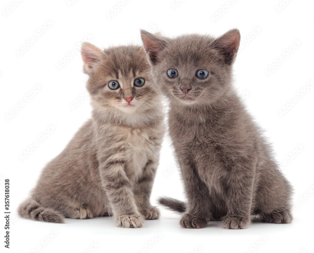 Obraz premium Two small gray kitten.