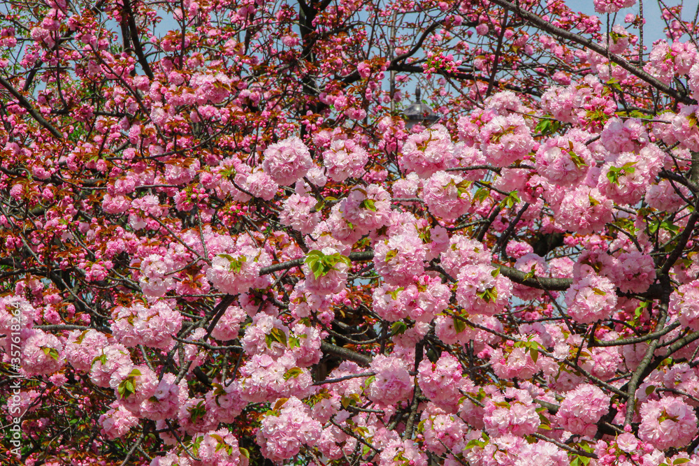 A Japanese cherry blossom tree in spring (sakura).