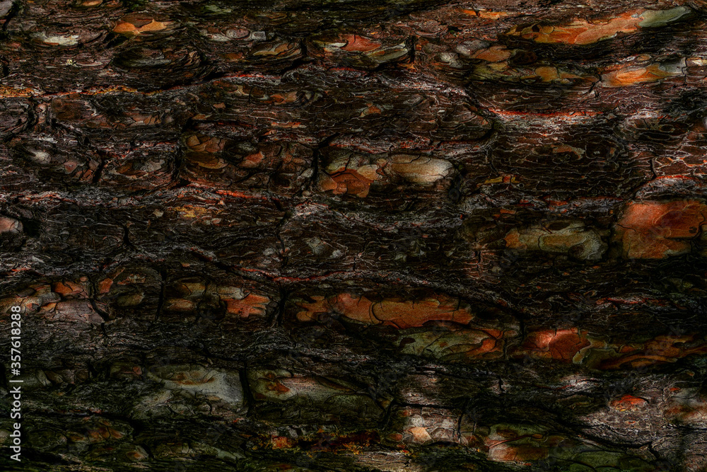 The texture of the bark of an old pine
