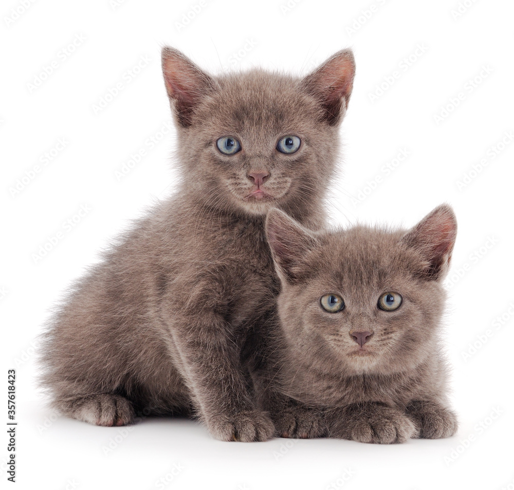 Two small gray kitten.