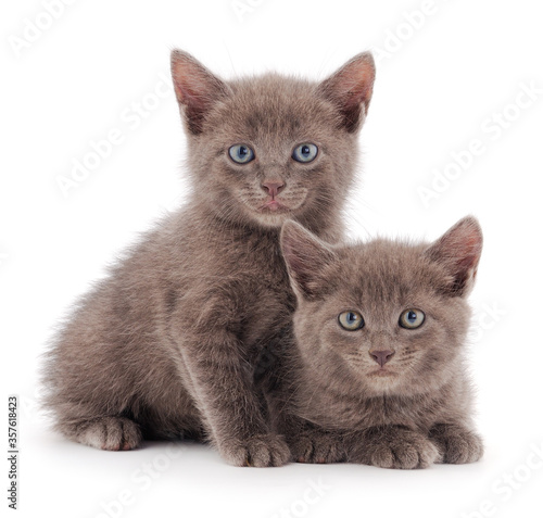 Two small gray kitten. © Galyna