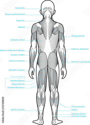 Stylized anatomy diagram showing major muscle groups. Shown from the back (posterior view). With labels.