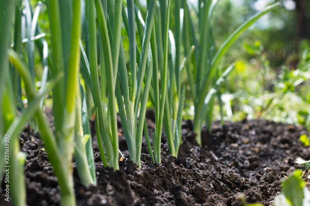 Growing green onions.
A row of green onions growing in open ground. Growing green onions.
A row of green onions growing in open ground.