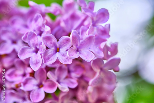 Macro photo of beautiful purple lilac flowers color