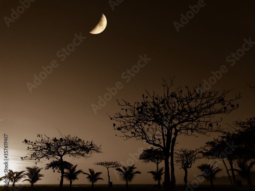 moon and tree