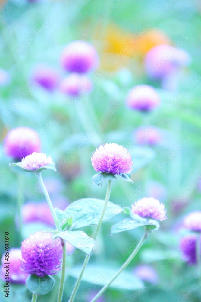 Fototapeta premium 千日草