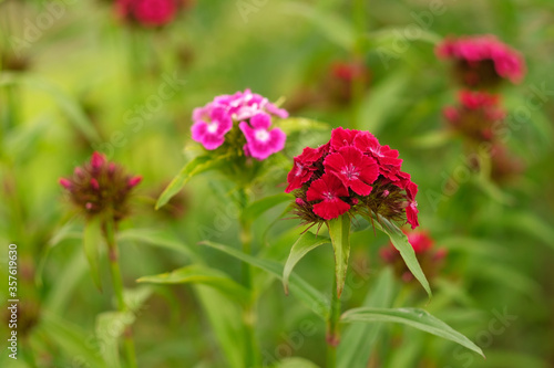 Dianthus barbatus. Red and pink carnation blooms in the garden in summer.