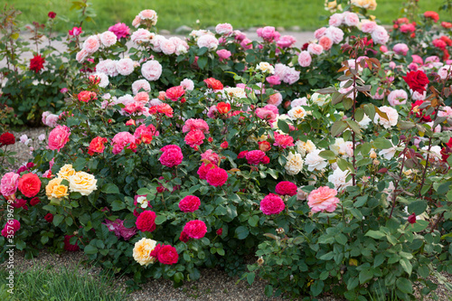 Photos Mulcolored roses in the garden