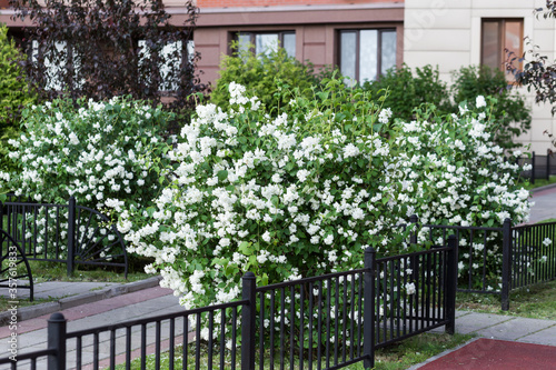 Fototapeta Naklejka Na Ścianę i Meble -  White jasmine blossoms. Jasmine bush blooms.