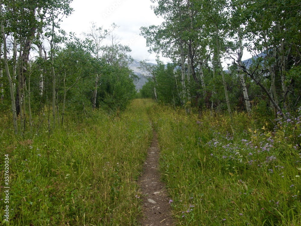 Path into the forest Path into the forest